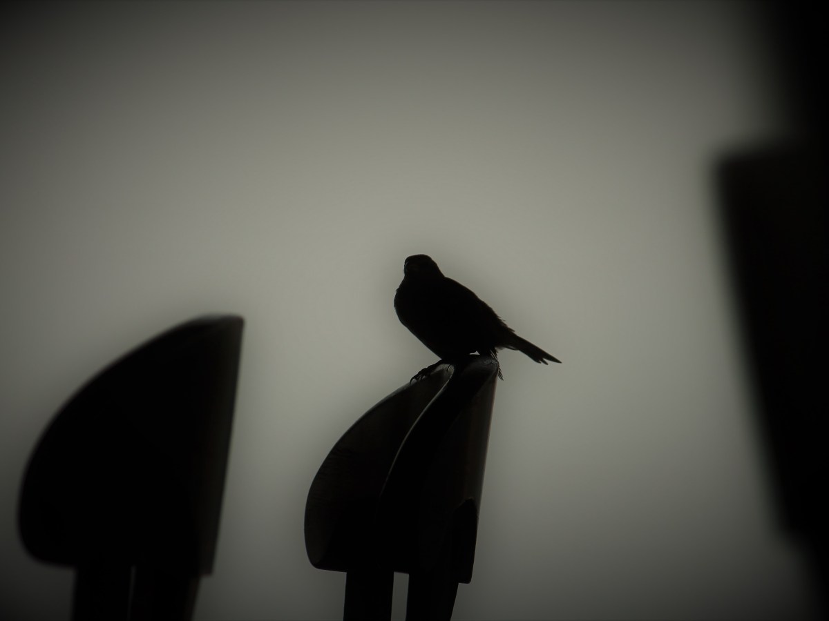 La via dell’Individuazione