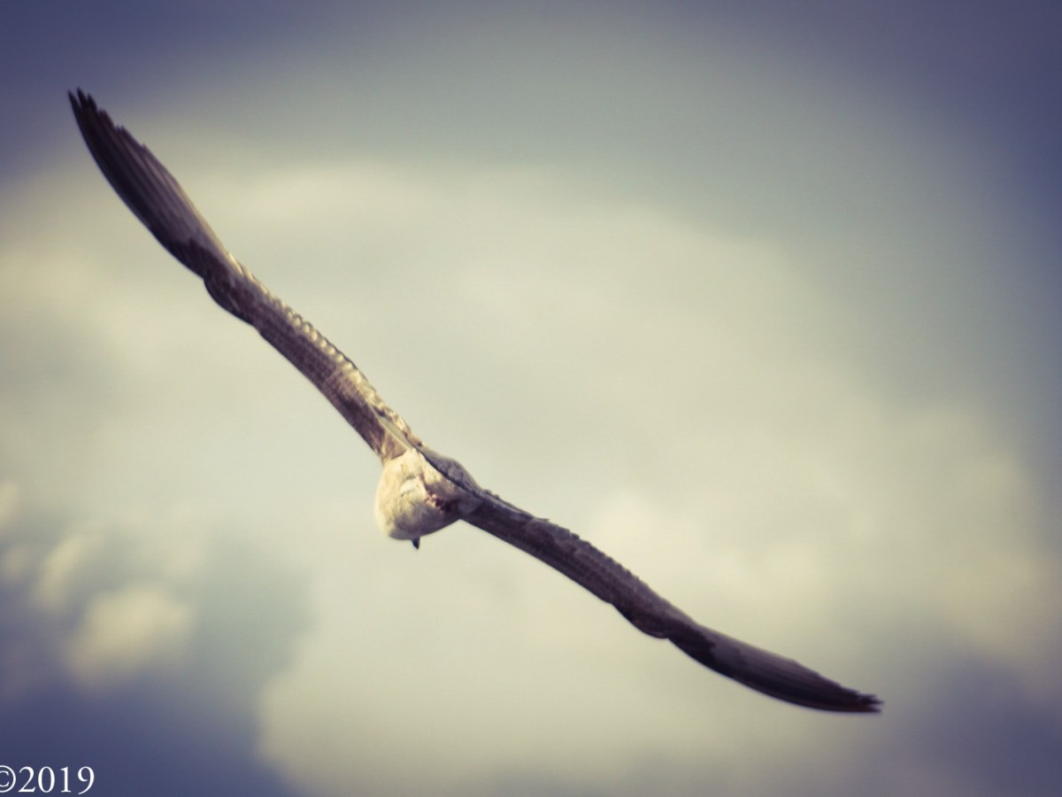 Tradire la tradizione