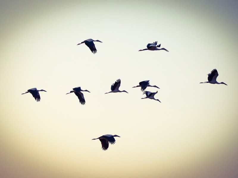 Migrazione. Dalla natura agli esodi&nbsp;umani